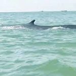 Taylor Swift finally feels safe with Travis Kelce by her side