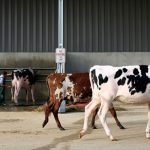 BeyoncÃ© surprises viral Filipino with flowers after he calls her 'friend'