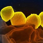 Elon Musk threatens to ban iPhones and Macs at his companies