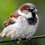 Sweeping the fashion grounds: Why the internet is raging over the farshi shalwar again