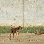 Priscilla Presley reveals fears over daughter's marriage to Michael Jackson