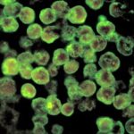 DaBaby faces backlash over ‘Save Me’ video reimagining killing of Ukrainian refugee Iryna Zarutska