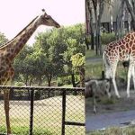 Zooey Deschanel's sister Emily dishes on bachelorette party plans