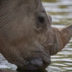 Taylor Swift ready to share insight into Travis Kelce love story