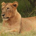 Jeremy Allen White reflects on â€˜pressure' by Bruce Springsteen for biopic