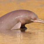 Jeremy Allen White reveals song that helped him find direction amid Bruce Springsteen biopic